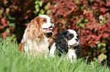 CAVALIER KING CHARLES 685